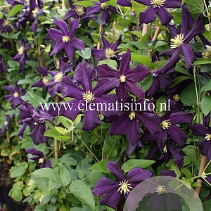 Clematis 'Romantika' GM 2,0L leverbaar