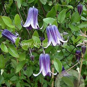Clematis 'Rooguchi' GM 2,0L leverbaar