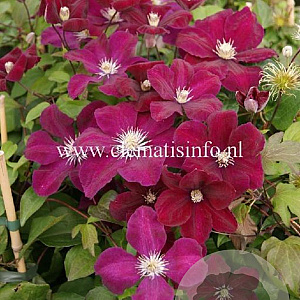 Clematis 'Rouge Cardinal' GM 2,0L leverbaar