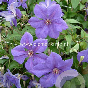 Clematis 'Semu' GM 2,0L leverbaar
