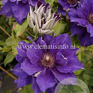 Clematis 'Shin-shigyoku' GM 2,0L leverbaar
