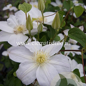 Clematis 'Shirayukihime' GM 2,0L leverbaar