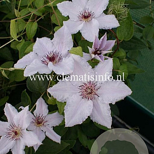 Clematis 'Snow Queen' GM 2,0L leverbaar