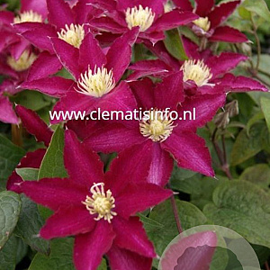 Clematis So Many Red Flowers GM 2,0L leverbaar