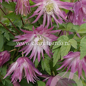 Clematis Sorbet GM 2,0L leverbaar