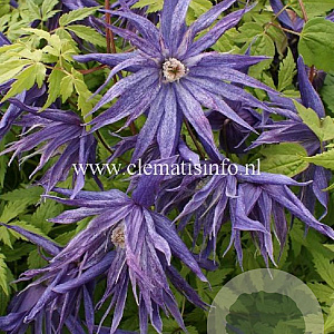 Clematis Spiky GM 2,0L leverbaar
