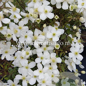 Clematis Spring Joy GM 2,0L leverbaar