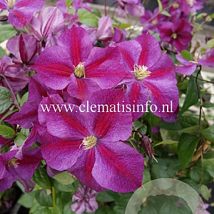 Clematis Star of Pakistan GM 2,0L leverbaar