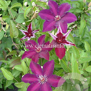 Clematis 'Stasik' GM 2,0L leverbaar