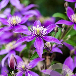 Clematis Stella Bella GM 2,0L leverbaar