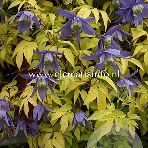Clematis 'Stolwijk Gold' GM 2,0L leverbaar