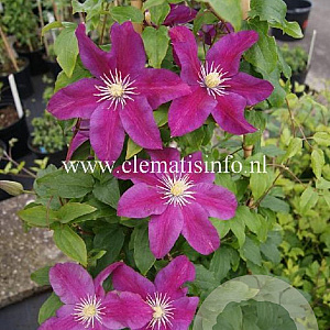 Clematis 'Sunset' GM 2,0L leverbaar
