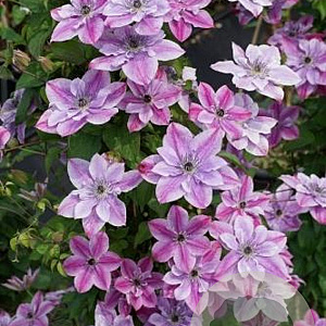 Clematis Super Cute GM 2,0L leverbaar