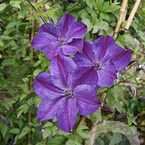 Clematis Super Night GM 2,0L leverbaar