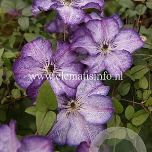 Clematis Super Nova GM 2,0L leverbaar