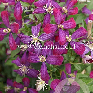 Clematis 'Sweet Summer Love' GM 2,0L leverbaar