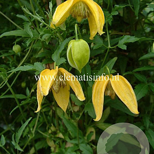 Clematis tibetana tangutica GM 2,0L leverbaar