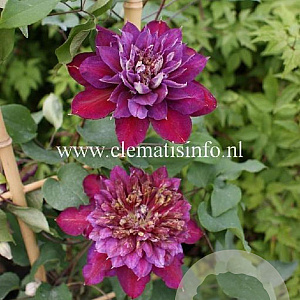 Clematis Temptation GM 2,0L leverbaar