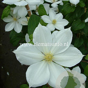 Clematis 'The Bride' GM 2,0L leverbaar