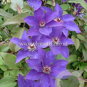 Clematis 'The President' GM 2,0L leverbaar