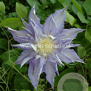 Clematis 'Thyrislund' GM 2,0L leverbaar