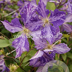 Clematis 'Tie Dye' GM 2,0L leverbaar