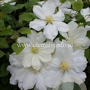 Clematis 'Toki' GM 2,0L leverbaar
