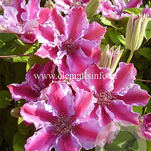 Clematis 'Tudor' GM 2,0L leverbaar