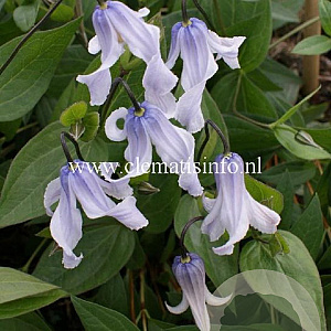 Clematis Twinkle GM 2,0L leverbaar