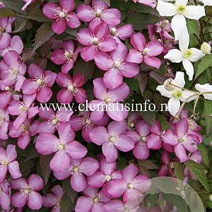 Clematis 'Van Gogh' GM 2,0L leverbaar