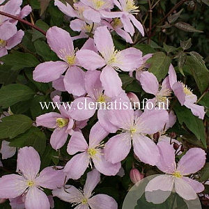 Clematis 'Vera' GM 2,0L leverbaar