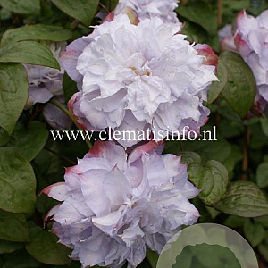 Clematis 'Veronica's Choice' GM 2,0L leverbaar