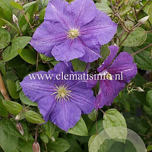 Clematis 'Victoria' GM 2,0L leverbaar