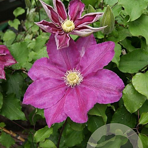 Clematis Vino GM 2,0L leverbaar