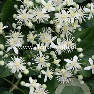 Clematis vitalba GM 2,0L leverbaar