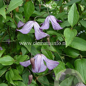 Clematis viticella GM 2,0L leverbaar