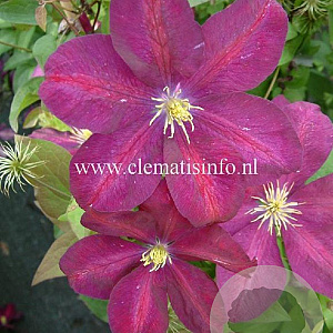 Clematis 'Voluceau' GM 2,0L leverbaar