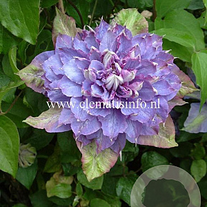 Clematis 'Vyvyan Pennell' GM 2,0L leverbaar
