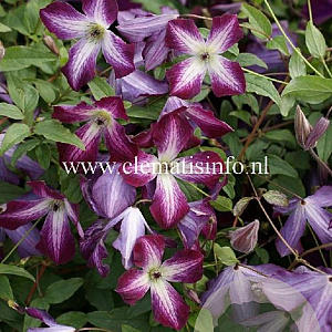 Clematis 'Walenburg' GM 2,0L leverbaar
