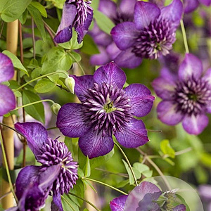 Clematis (Vit) Welcome Home GM 2,0L leverbaar