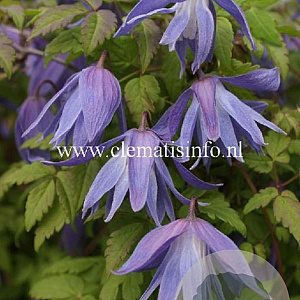 Clematis 'Wesselton' GM 2,0L leverbaar