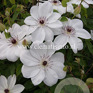 Clematis White Pearl GM 2,0L leverbaar