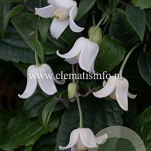 Clematis 'Winter Beauty' GM 2,0L leverbaar
