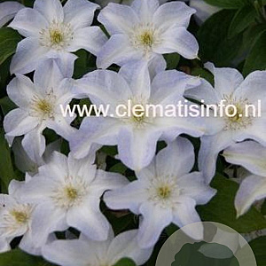 Clematis 'Yukikomachi' GM 2,0L leverbaar