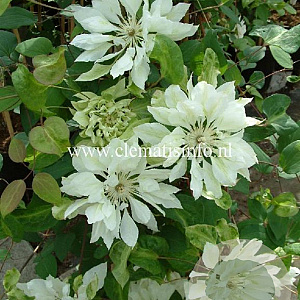 Clematis 'Yukiokoshi' GM 2,0L leverbaar