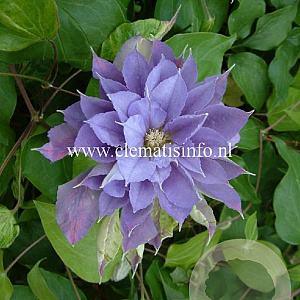 Clematis 'Yvette Houry' GM 2,0L leverbaar