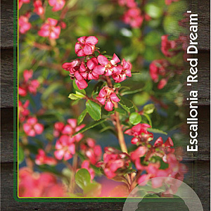 Escallonia 'Red Dream' 25-30 cm 2,0L