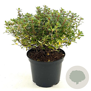 Escallonia 'Red Dream' 25-30 cm 2,0L