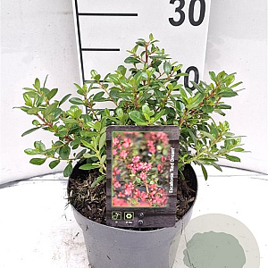Escallonia 'Red Dream' 25-30 cm 2,0L