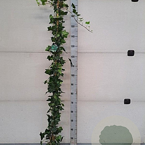 Hedera hibernica 180 cm 2,0L met stok